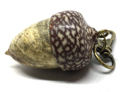 LV-5004 Buckeye Burl & Betelnut Acorn Pill Box, Pendant Box-SCREW CAP