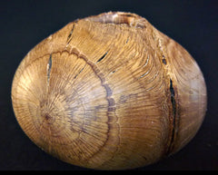 LV-0339 Palmer Oak Wood Turned Pot, Hollow Form, Vase with Natural Edge