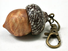 LV-2283 Ponderosa Pine Burl & Betelnut Acorn Pendant Box, Charm, Pill Holder-SCREW CAP