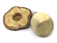 LV-4360 Canyon Live Oak cap & American Holly stalk mushroom threaded box