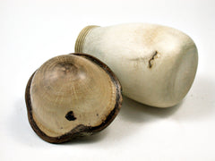 LV-1840  Holly & Live Oak Wooden Mushroom Trinket Box, Pill, Threaded Jewelry Box-SCREW CAP